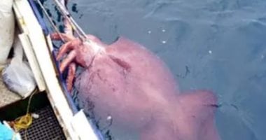 شاهد.. علماء يصورون حبارًا ضخمًا حيًا لأول مرة